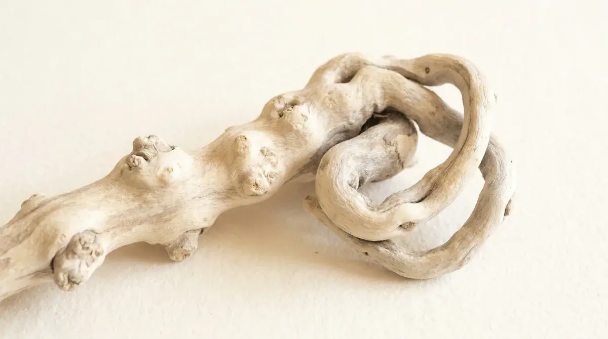 Macro study of a gnarled root twisting into raised, knotted loops